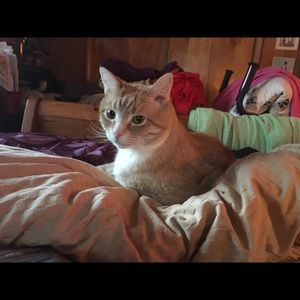 Meet your Posher, Ava